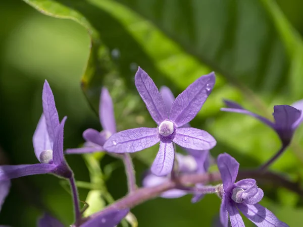 Zblízka Fialový Věnec Brusný Papír Révy Květina Zázemí Petrea Volubilis — Stock fotografie