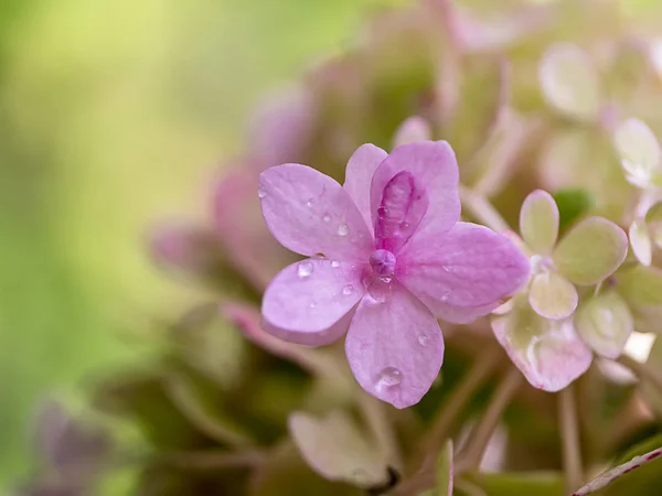 Makró Kép Közelről Rózsaszín Hortenzia Virág — Stock Fotó