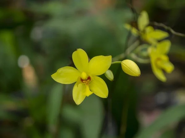 Cerca Flor Tierra Orquídea Amarilla Nombre Científico Spathoglottis Plicata Blume —  Fotos de Stock