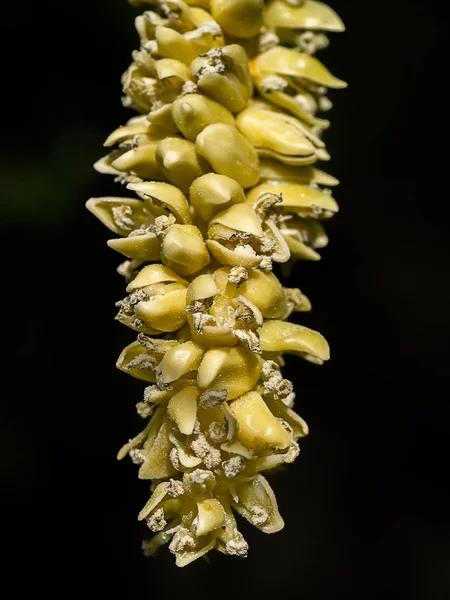 Close Flor Coco — Fotografia de Stock