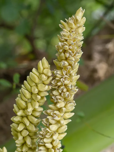 Close Coconut Flower — Stock Photo, Image