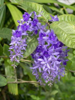 Mor çelenk zımpara asma çiçek arka planını kapatın. (Petrea volubilis)