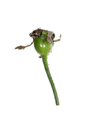 Damasko gül polen beyaz zemin üzerine kapatın. (Rosa damascena Mill)