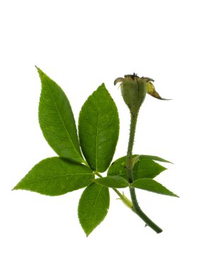 Damasko gül polen yaprak beyaz zemin üzerine kapatın. (Rosa damascena Mill)