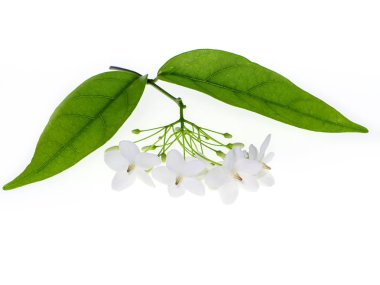 Su Yasemin çiçek (Wrightia bileğinde Benth) beyaz arka plan üzerinde beyaz çiçek.