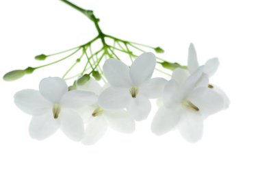 Su Yasemin çiçek (Wrightia bileğinde Benth) beyaz arka plan üzerinde beyaz çiçek.