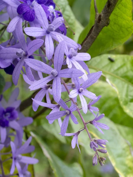 Zblízka Fialový Věnec Brusný Papír Révy Květina Zázemí Petrea Volubilis — Stock fotografie