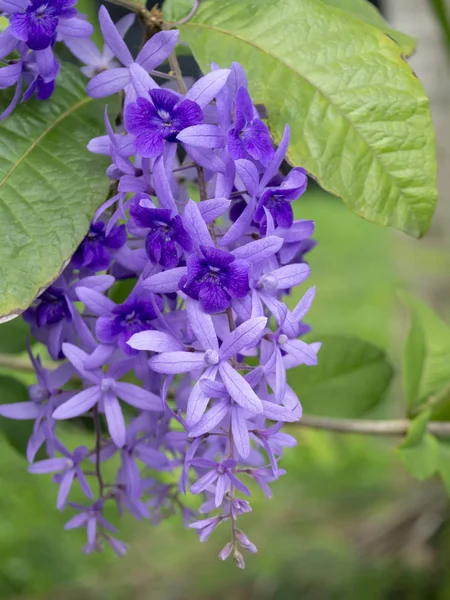 Close Purple Wreath Sandpaper Vine Flower Background Petrea Volubilis — Stock Photo, Image