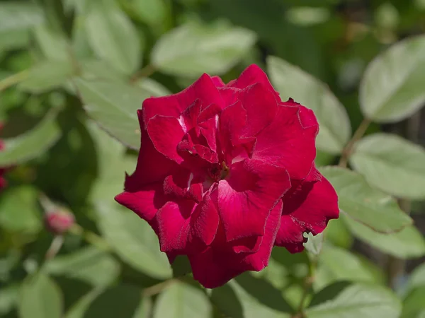 Zbliżenie Czerwony Kwiat Róży — Zdjęcie stockowe