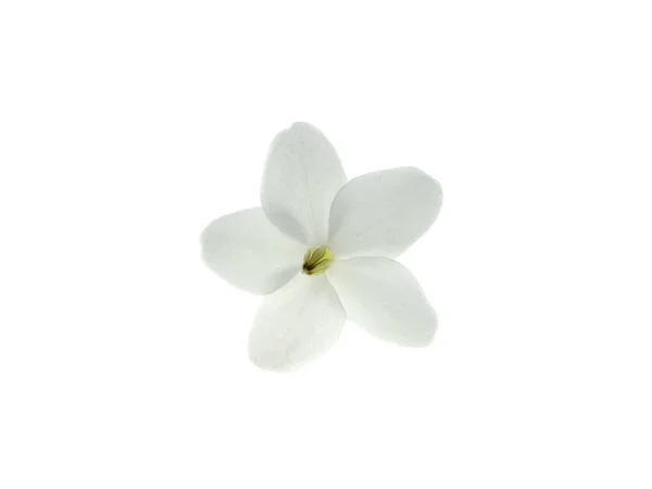 水ジャスミン花 Wrightia Religiosa 白い背景の上の白い花 — ストック写真