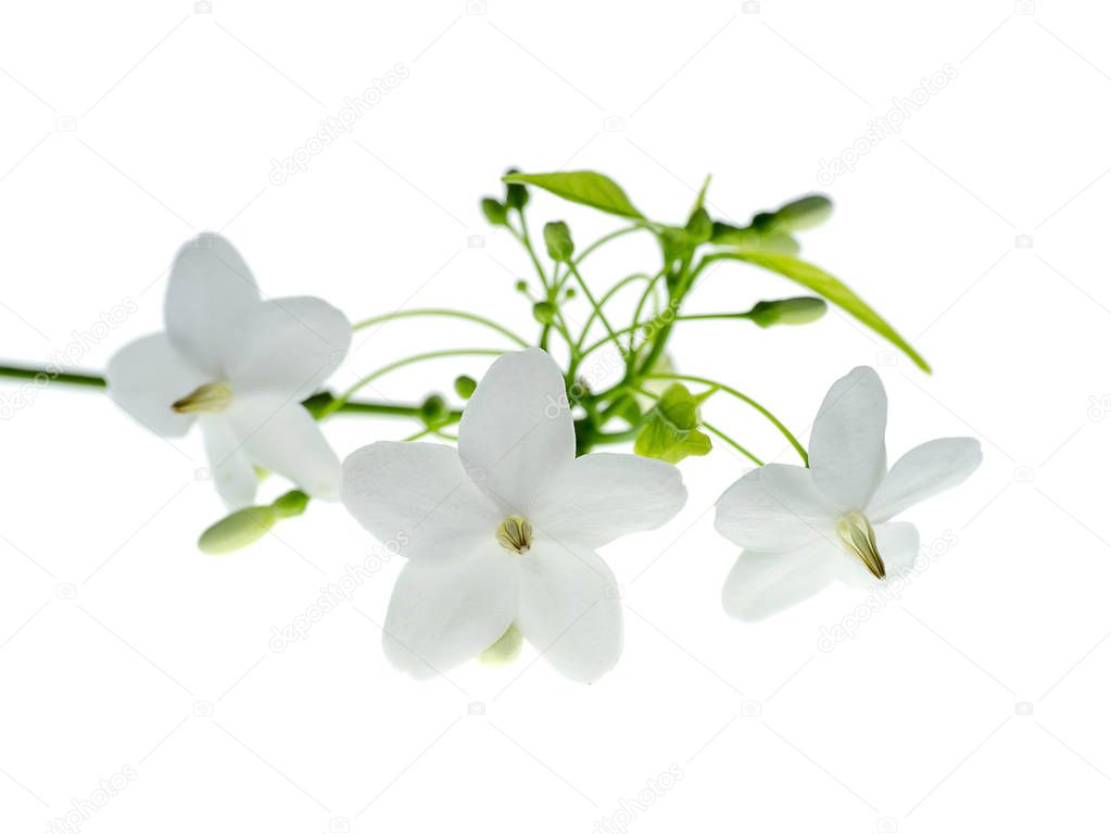 White flower of Water Jasmine flower (Wrightia religiosa Benth) on white background.