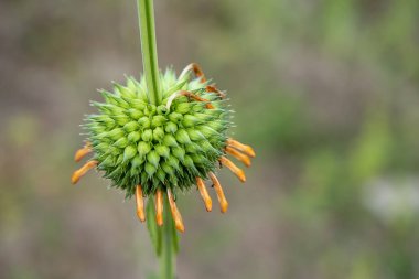 Hallow sapı çiçek kapatın. (Bilimsel adı Leonotis nepetifolia)
