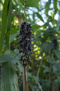 Mucuna pruriens çiçek kadar kapatın.
