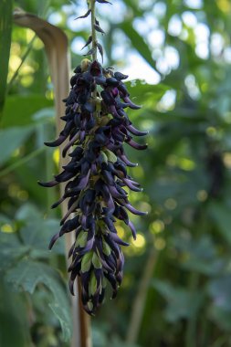 Mucuna pruriens çiçek kadar kapatın.