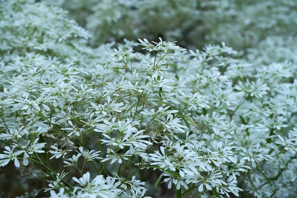 Закрыть Белый Фон Елки Научное Название Euphorbia Ieucocephala Lotsy — стоковое фото