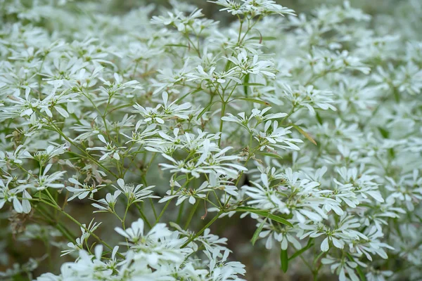 Закрыть Белый Фон Елки Научное Название Euphorbia Ieucocephala Lotsy — стоковое фото