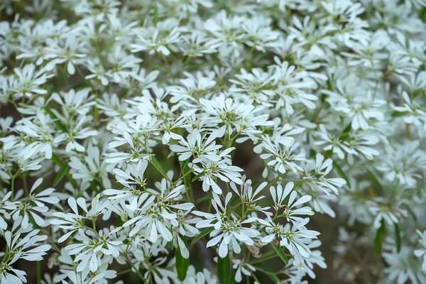 Feche Fundo Árvore Natal Branco Nome Científico Euphorbia Ieucocephala Lotsy — Fotografia de Stock