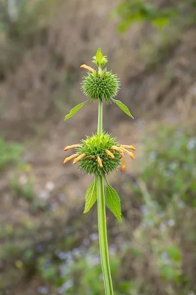 Detailní Záběr Blahoslaví Stonku Květu Vědecký Název Leonotis Nepetifolia — Stock fotografie