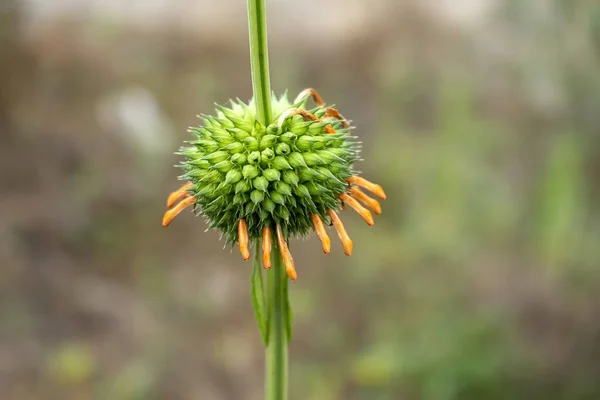 Gros Plan Fleur Tige Hallow Nom Scientifique Leonotis Nepetifolia — Photo