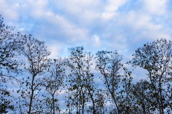 Gökyüzü Bulut Arka Plan Ağaç Siluet — Stok fotoğraf