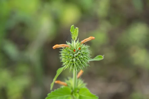 Close Hallow Stalk Flower Scientific Name Leonotis Nepetifolia — Stock Photo, Image