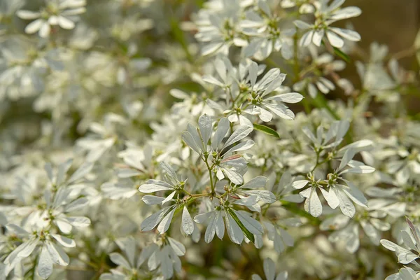 Bliska Tło Białe Boże Narodzenie Drzewo Nazwa Naukowa Euphorbia Ieucocephala — Zdjęcie stockowe