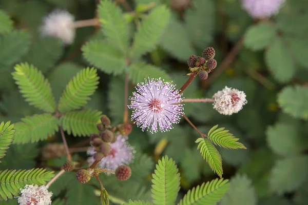 Fermez Fleur Les Feuilles Plante Sensible Plante Endormie Arbre Touch — Photo