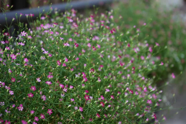 Karanfil Çiçek Kadar Kapatın Bilimsel Adı Gypsophila Paniculata — Stok fotoğraf