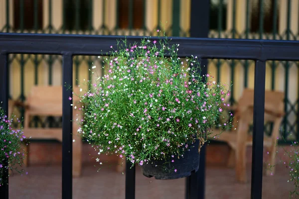 Close Baby Breath Flower Scientific Name Gypsophila Paniculata — Stock Photo, Image