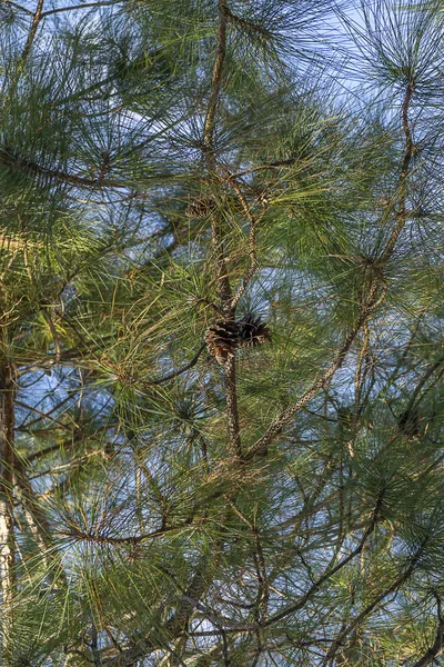 Pinus Kesiya Pine Tree — Stock Photo, Image