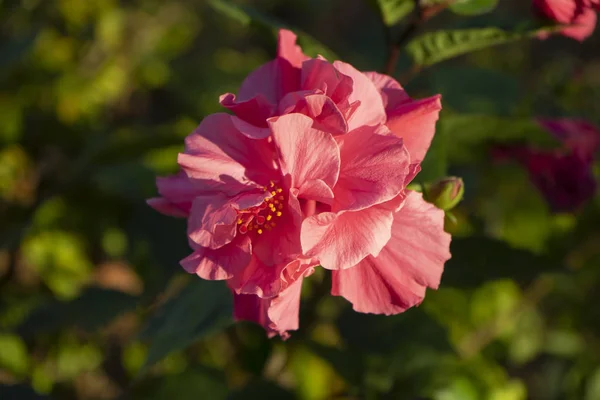 Närbild Kinesisk Ros Eller Sko Blomma Hibiscus Rosa Sinensis — Stockfoto