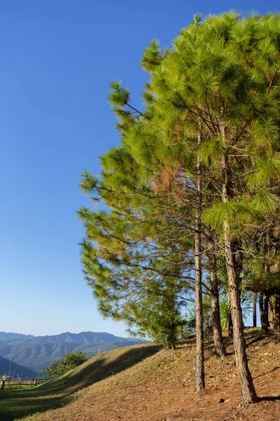 Pinus Kesiya Pine Tree — Stock Photo, Image