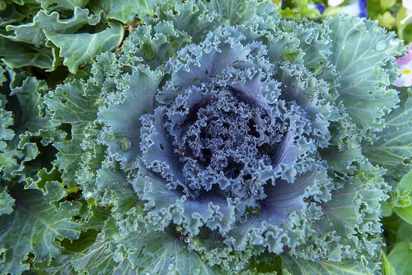 Tutup Pabrik Kubis Ornamental Nama Ilmiah Brassica Oleracea Var Acephala — Stok Foto