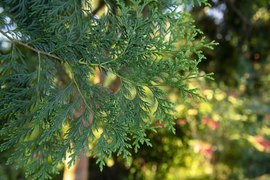 Chimese Mazı yaprakları kapatmak.