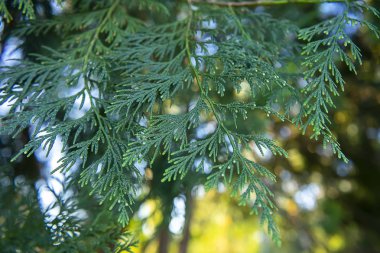 Chimese Mazı yaprakları kapatmak.