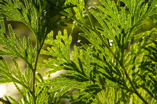 Close-up van Chimese Arborvitae bladeren. — Stockfoto