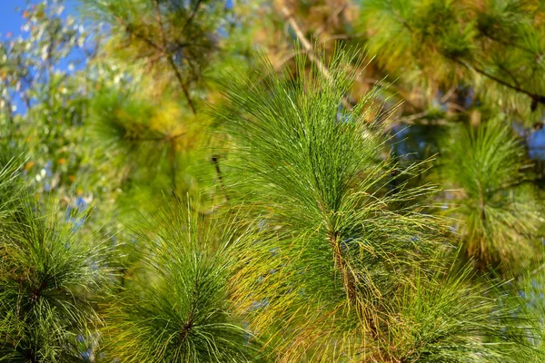 Pinus kesiya albero . — Foto Stock