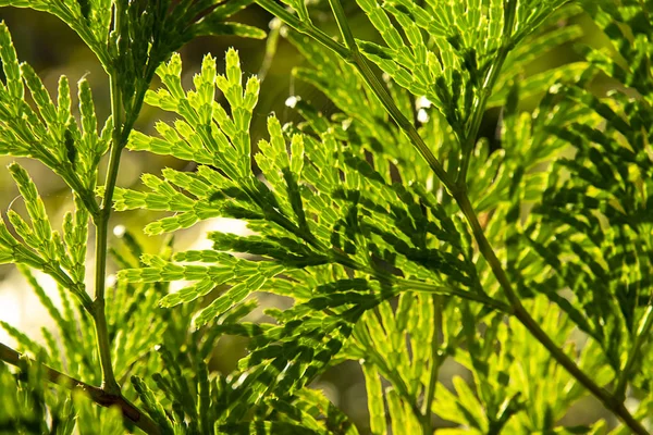 Close up Chimese Arborvitae Blätter. — Stockfoto