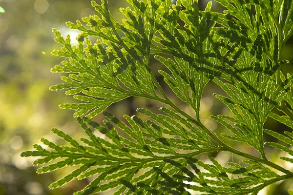 Close up Chimese Arborvitae leaves. — Stock Photo, Image
