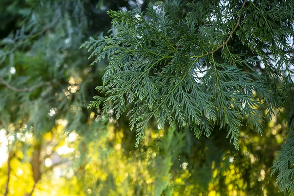 Chiudi le foglie di Chimese Arborvitae . — Foto Stock