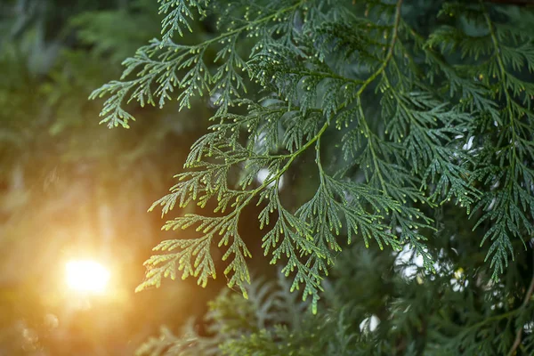 Hojas de cerca de Chimese Arborvitae . —  Fotos de Stock