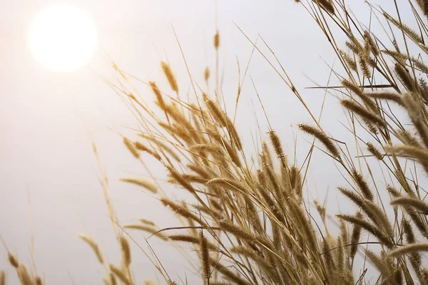 Close up brown desho grass flower. — Stock Photo, Image