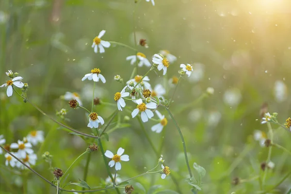 Close up de Bidens pilosa flor com fundo borrão . — Fotografia de Stock