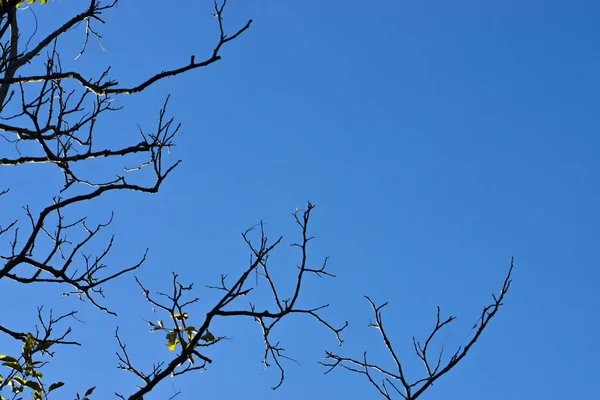 Silhouet dood tak met blauwe lucht. — Stockfoto