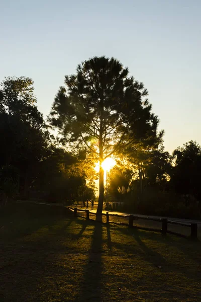Siluett träd på morgonhimlen. — Stockfoto