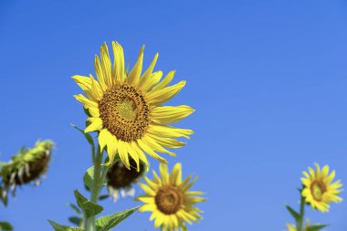 Ayçiçeği kadar kapatın 