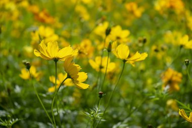 Sarı cosmos çiçek arka plan.