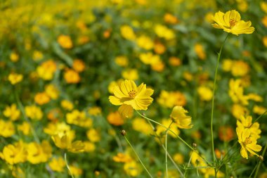 Sarı cosmos çiçek arka plan.