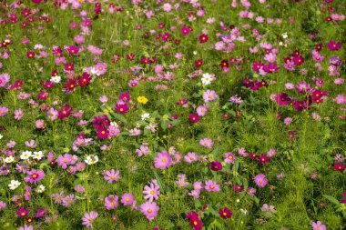 Japon cosmos çiçekler
