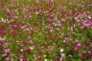 Japon cosmos çiçekler